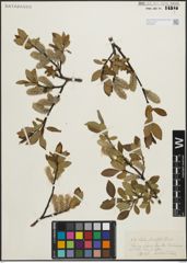 Foto von Salix planifolia Pursh